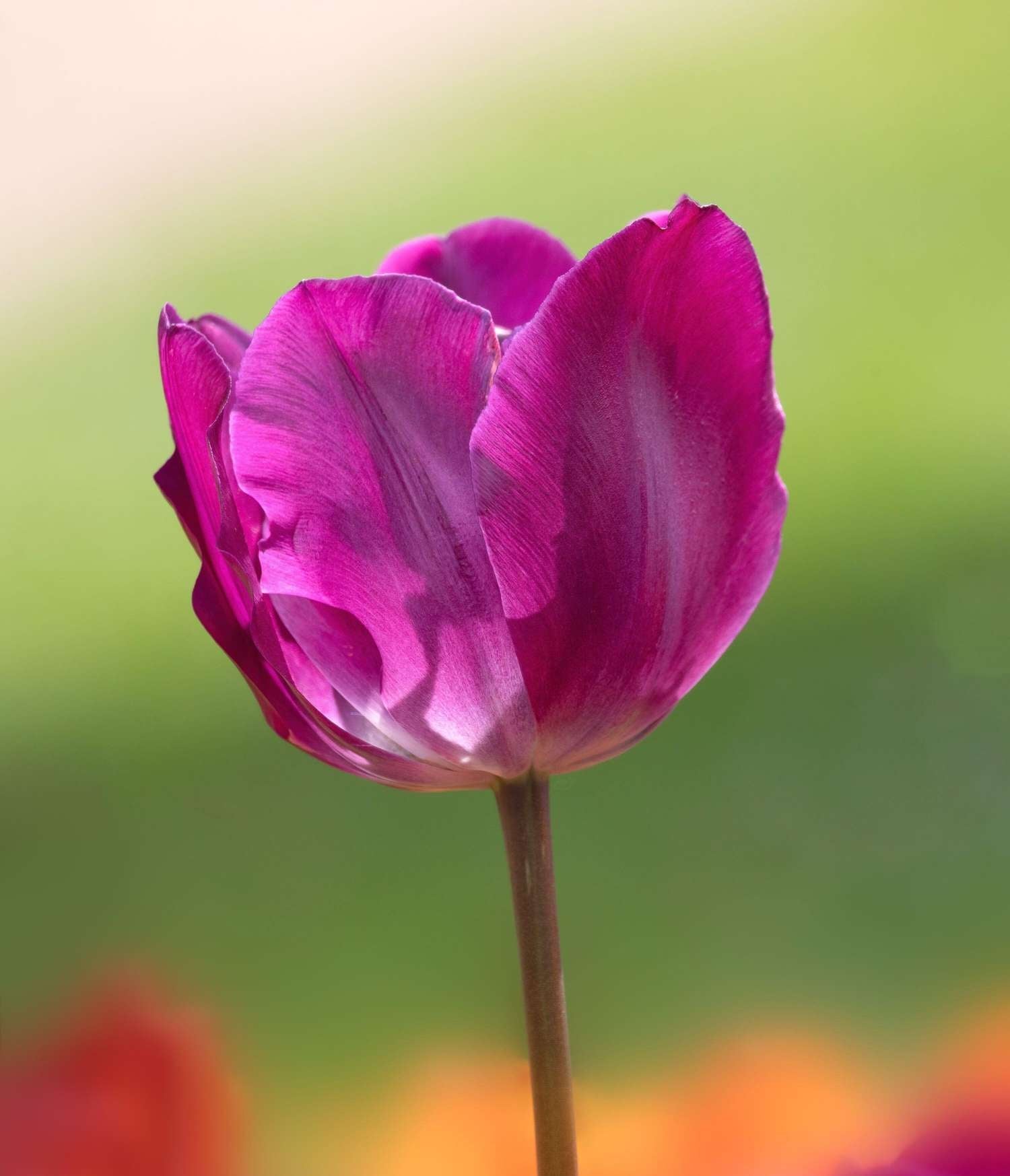 Tulpe 'Negrita' - Tulipaner